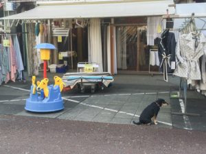 De Cuyp is zijn gein kwijt